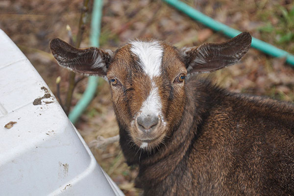 Goat named Christmas