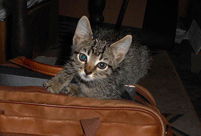 Little Cindy