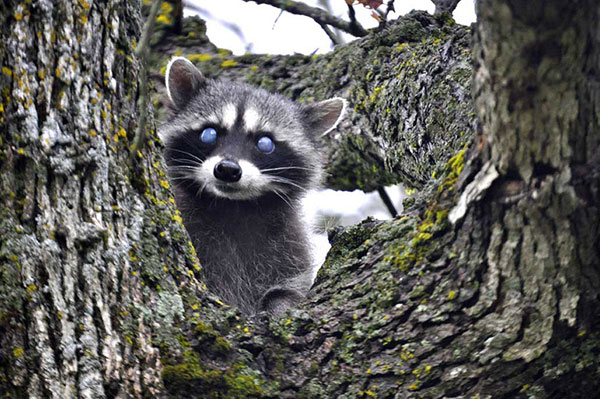 raccoon