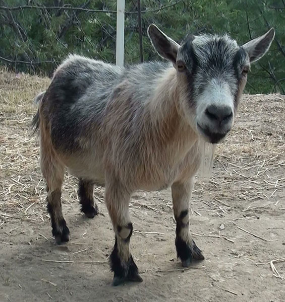 Trouble the goat