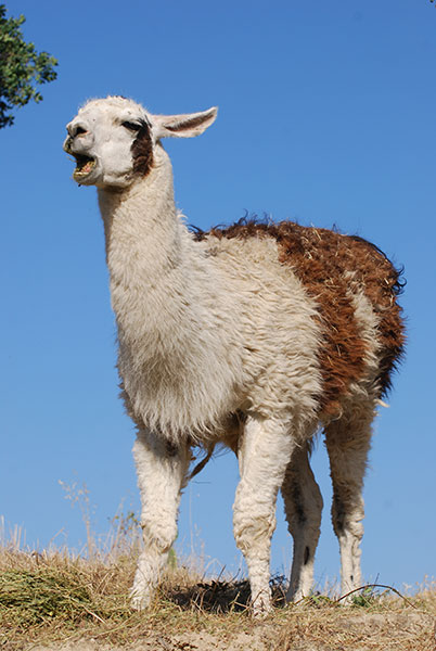 Llama